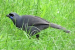 North Island kokako | Kōkako. Adult (Chatters) feeding on ground. Tiritiri Matangi Island, October 2015. Image © Oscar Thomas by Oscar Thomas.