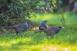 North Island kokako | Kōkako. Three adults on ground. Hauturu / Little Barrier Island, July 2019. Image © Shaun Lee by Shaun Lee.