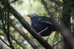 North Island kokako | Kōkako. Partially leucistic subadult. Pureora Forest Park, April 2015. Image © Edin Whitehead by Edin Whitehead.