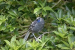 North Island kokako | Kōkako. Partially leucistic adult. Little Barrier Island, November 2017. Image © Leon Berard by Leon Berard.