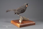 South Island kokako | Kōkā. Mounted specimen. Acquisition history unknown. Specimen registration no. OR.014300; image no. MA_I156525. Image © Te Papa.