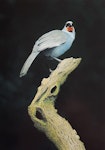 South Island kokako | Kōkā. Oil on board 500 x 340 mm. November 1991. Image © Paul Martinson by Paul Martinson painting.