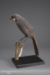 South Island kokako | Kōkā. Mounted specimen. Acquisition history unknown. Specimen registration no. OR.000175; image no. MA_I156521. Image © Te Papa.