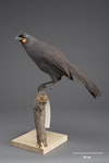 South Island kokako | Kōkā. Mounted specimen, no collection data. Gift of the Wellington City Council, 1929. Specimen registration no. OR.014041; image no. MA_I156524. Image © Te Papa.