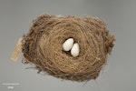 South Island kokako | Kōkā. Nest. Specimen registration no. OR.029158; image no. MA_I213875. Freshwater Basin, Milford Sound. Image © Te Papa.