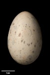 South Island kokako | Kōkā. Egg 42.0 x 27.4 mm (NMNZ OR.007626, collected by W.D. Campbell). Hokitika, November 1899. Image © Te Papa by Jean-Claude Stahl.