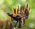 North Island saddleback | Tīeke. Adult perched on flax. Tiritiri Matangi Island, January 2009. Image © Duncan Watson by Duncan Watson.