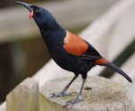 North Island saddleback | Tīeke. Adult in captivity. Orana Wildlife Safari Park, Christchurch, January 2008. Image © Suzi Phillips by Suzi Phillips.