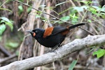 North Island saddleback | Tīeke. Adult. Karori Sanctuary / Zealandia, October 2013. Image © Rob Lynch by Rob Lynch.