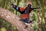 North Island saddleback | Tīeke. Adult pair (male at back). Tiritiri Matangi Island, October 2011. Image © Martin Sanders by Martin Sanders.