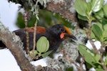 North Island saddleback | Tīeke. Adult with flax pollen on head. Tiritiri Matangi Island, November 2008. Image © Peter Reese by Peter Reese.