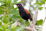 North Island saddleback | Tīeke. Adult. Tiritiri Matangi Island, February 2014. Image © Laurie Ross by Laurie Ross.