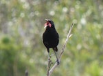 North Island saddleback | Tīeke. Adult male singing. Tiritiri Matangi Island, December 2010. Image © Kay Milton by Kay Milton.