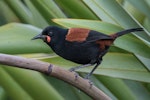 North Island saddleback | Tīeke. Adult. Tawharanui Regional Park, December 2017. Image © Shaun Lee by Shaun Lee.