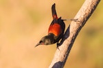 North Island saddleback | Tīeke. Adult. Tawharanui Regional Park, June 2014. Image © Shaun Lee by Shaun Lee.