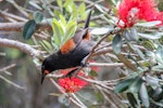 North Island saddleback | Tīeke. Adult on pohutukawa. Tiritiri Matangi Island, December 2014. Image © Sandy Abbot by Sandy Abbot.