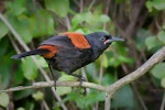 North Island saddleback | Tīeke. Juvenile. Mokoia Island, April 2011. Image © Tony Whitehead by Tony Whitehead.