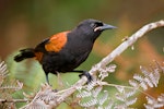 North Island saddleback | Tīeke. Juvenile without wattles. Tiritiri Matangi Island, March 2008. Image © Tony Whitehead by Tony Whitehead.