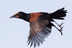 North Island saddleback | Tīeke. Adult in flight (note flax pollen on forehead). Tiritiri Matangi Island, November 2022. Image © Wanderwild Photography NZ by Michelle Martin.