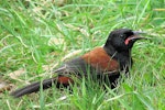 North Island saddleback | Tīeke. Juvenile feeding on ground. Tiritiri Matangi Island, October 2015. Image © Oscar Thomas by Oscar Thomas.