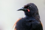 North Island saddleback | Tīeke. Juvenile. Tiritiri Matangi Island, February 2014. Image © Laurie Ross by Laurie Ross.