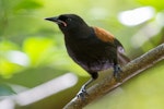 North Island saddleback | Tīeke. Juvenile. Tiritiri Matangi Island, February 2014. Image © Laurie Ross by Laurie Ross.