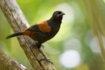 North Island saddleback | Tīeke. Juvenile. Tiritiri Matangi Island, February 2014. Image © Laurie Ross by Laurie Ross.