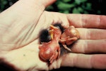 North Island saddleback | Tīeke. Chicks 1-2 days old. Lady Alice Island, Hen and Chicken Islands, December 1994. Image © Alan Tennyson by Alan Tennyson.