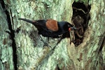 North Island saddleback | Tīeke. Adult male at nest. Cuvier Island, November 1979. Image © Department of Conservation (image ref: 10031191) by Dick Veitch, Department of Conservation.