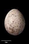 North Island saddleback | Tīeke. Egg 27.8 x 22.1 mm (NMNZ OR.027170, collected by Raewyn Empson). Karori Sanctuary / Zealandia, December 2002. Image © Te Papa by Jean-Claude Stahl.