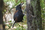 South Island saddleback | Tīeke. Adult female with a jumping weta caught on a tree fern. Ulva Island, February 2018. Image © Bruce Buckman by Bruce Buckman.