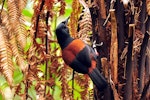 South Island saddleback | Tīeke. Adult foraging. Ulva Island, October 2009. Image © Cheryl Marriner by Cheryl Marriner.