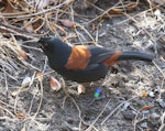 South Island saddleback | Tīeke. Adult foraging on the ground. Ulva Island, December 2015. Image © David Rintoul by David Rintoul.