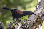 South Island saddleback | Tīeke. Adult. Anchor Island, February 2022. Image © Oscar Thomas by Oscar Thomas.