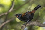 South Island saddleback | Tīeke. Adult. Anchor Island, February 2022. Image © Oscar Thomas by Oscar Thomas.