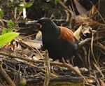 South Island saddleback | Tīeke. Adult. Ulva Island, March 2023. Image © Glenn Pure by Glenn Pure.