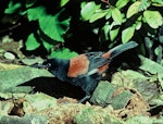 South Island saddleback | Tīeke. Adult in captivity. Lobb's aviary, Invercargill, January 1979. Image © Department of Conservation (image ref: 10035706) by Dick Veitch, Department of Conservation.