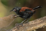 South Island saddleback | Tīeke. Adult (at rear) with juvenile. Ulva Island, March 2018. Image © Tim Van Leeuwen by Tim Van Leeuwen.