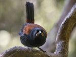 South Island saddleback | Tīeke. Adult. Anchor Island, February 2022. Image © Oscar Thomas by Oscar Thomas.