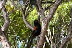 South Island saddleback | Tīeke. Adult on tree trunk. Anchor Island, November 2005. Image © Matt Charteris by Matt Charteris.