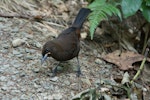 South Island saddleback | Tīeke. Fledgling ('jackbird'). Motuara Island, Marlborough Sounds, February 2015. Image © Quentin Fisher by Quentin Fisher.