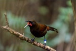 South Island saddleback | Tīeke. Immature bird calling. Orokonui, Dunedin, September 2014. Image © Leon Berard by Leon Berard.