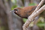 South Island saddleback | Tīeke. Jackbird (immature). Orokonui, August 2014. Image © Paul Sorrell by Paul Sorrell.