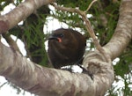 South Island saddleback | Tīeke. Juvenile. Anchor Island, November 2010. Image © James Mortimer by James Mortimer.