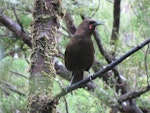 South Island saddleback | Tīeke. Juvenile. Anchor Island, November 2010. Image © James Mortimer by James Mortimer.