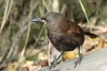 South Island saddleback | Tīeke. Juvenile, showing early development of saddle plumage. Motuara Island, Marlborough Sounds, February 2015. Image © Rob Lynch by Rob Lynch.