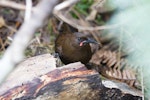 South Island saddleback | Tīeke. Juvenile, about 12 months old. Ulva Island, Stewart Island, January 2013. Image © Peter Tait by Peter Tait.