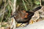 South Island saddleback | Tīeke. Juvenile, showing early development of saddle plumage. Motuara Island, Marlborough Sounds, February 2015. Image © Rob Lynch by Rob Lynch.