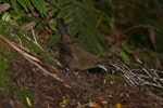 South Island saddleback | Tīeke. Jackbird (immature). Anchor Island, Dusky Sound, March 2011. Image © Colin Miskelly by Colin Miskelly.