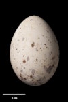 South Island saddleback | Tīeke. Egg 31.9 x 22.4 mm (NMNZ OR.007618, collected by Edgar Stead). Solomon Island, Stewart Island, December 1931. Image © Te Papa by Jean-Claude Stahl.